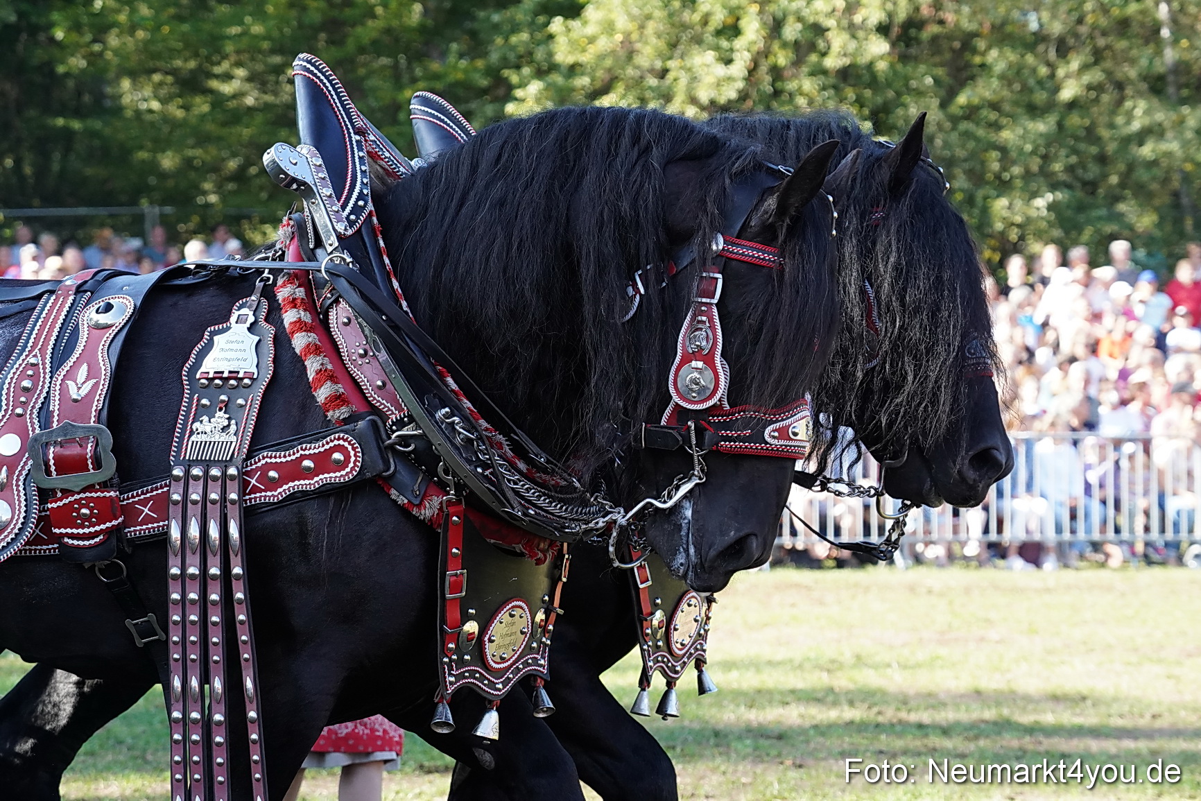 Pferde und Fohlenschau 2022 0064 